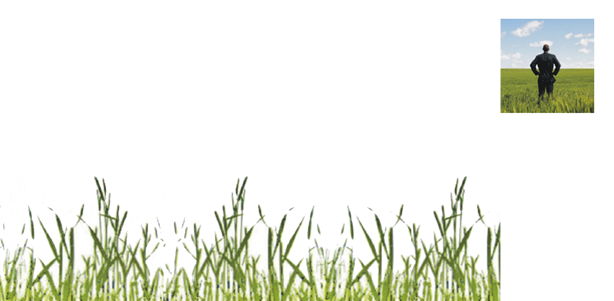 campo de luz_pipo